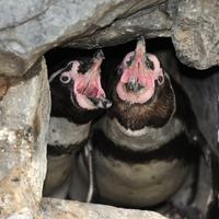 Humboldtpinguine in der Bruthöhle