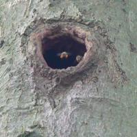 Wilde Honigbienen leben in der Baumhöhle.